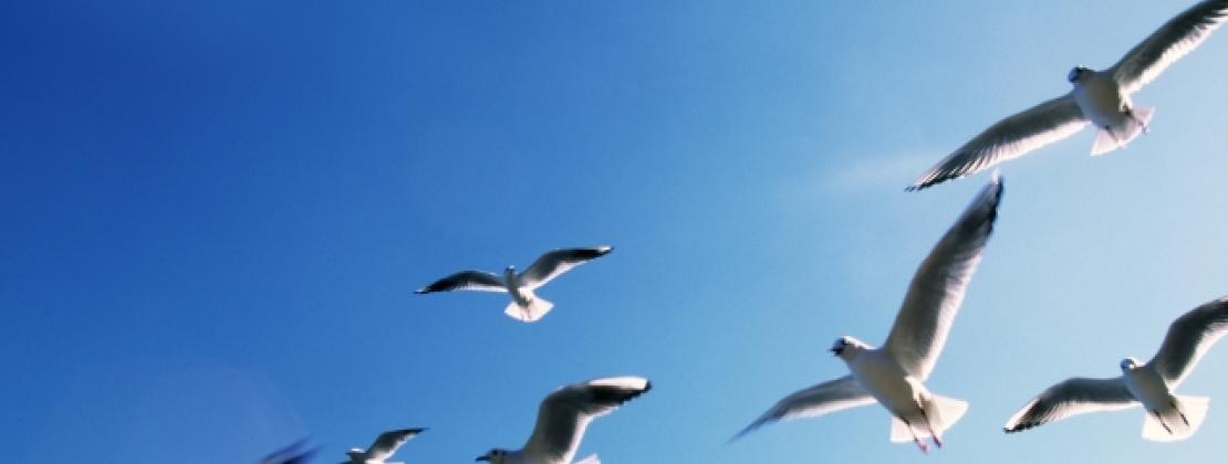 Vogels vliegend
