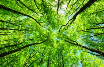 Bomen
